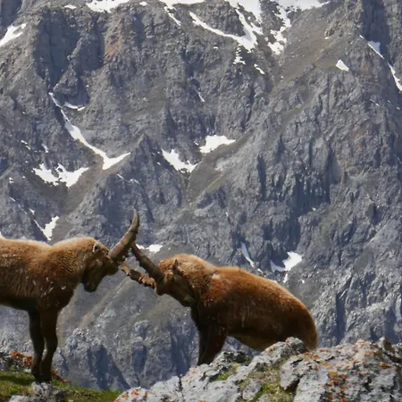 Pin E Cele Casa de Férias *